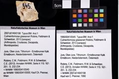 Foto (Objket + Etiketten) von Culmenformosa glaessneri (Robins, Feldmann & Schweitzer, 2013) 